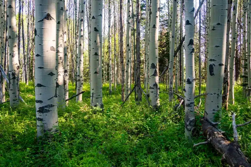 Skunk and wildlife control on a Crossfield acreage