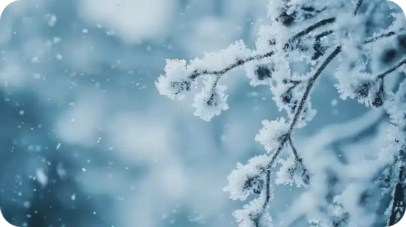 Winter Season Pest Control Needs and Reasons Homeowners Should Consider It 1 Winter Season Pest Control Needs and Reasons Homeowners Should Consider It 1