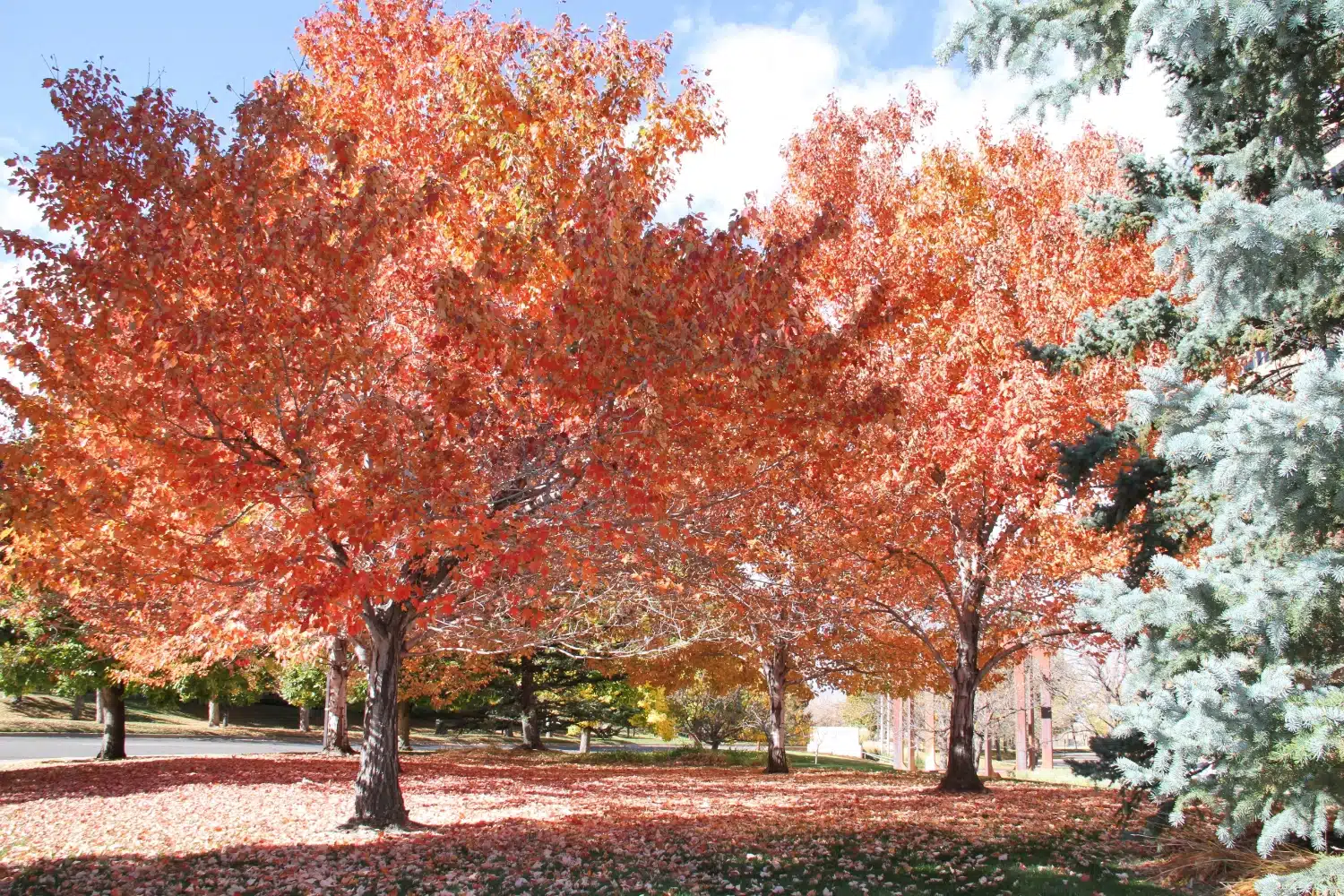 Fall Calgary Pest Control