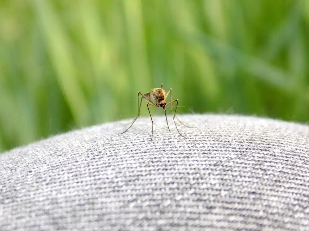 Mosquito Activity