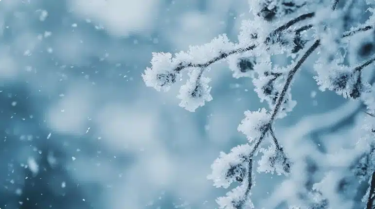 Winter Calgary Pest Control