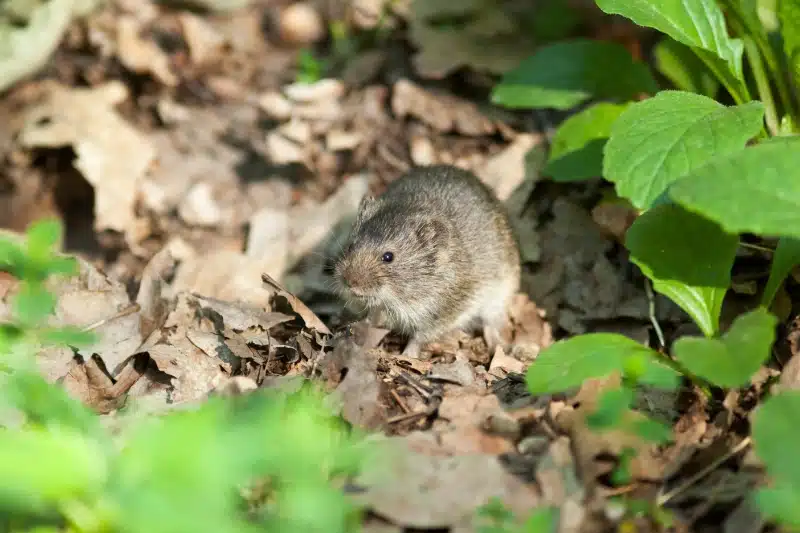 Summer 2026 Vole Problems in Calgary and Airdrie 1 Vole problems 2026
